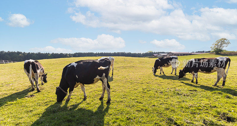 奶牛在开阔的田野上享受着吃草的乐趣