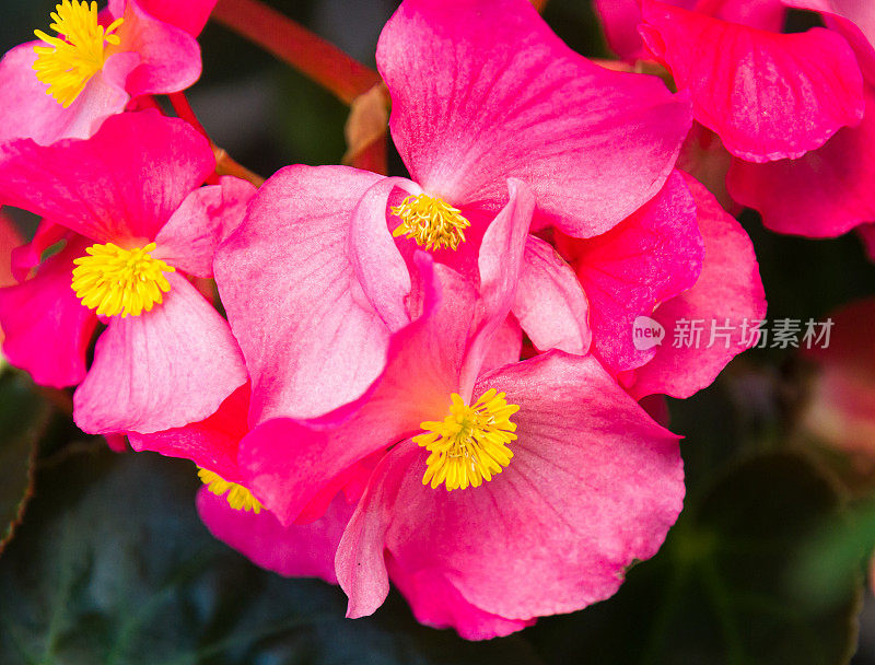 粉红海棠花