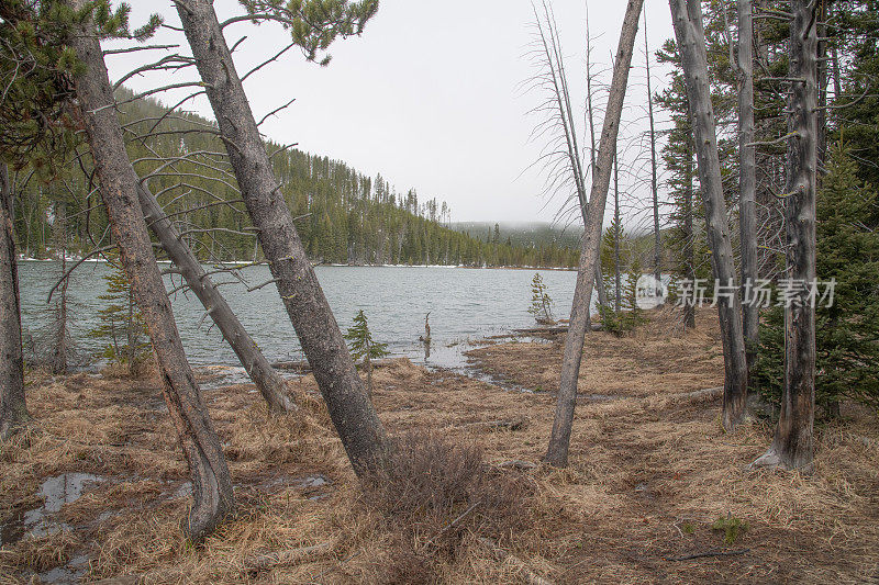 在美国西部和北美的黄石生态系统中，一个雾蒙蒙的早晨，宁静而寒冷的湖泊