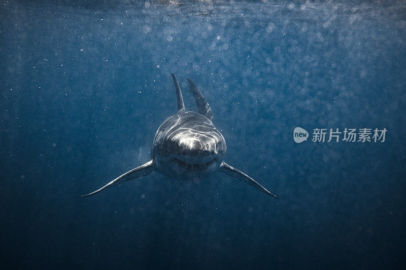 正面镜头不祥的大白鲨游泳直接对着相机