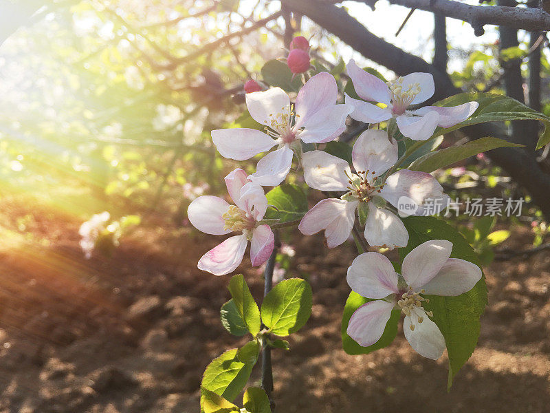 苹果树枝上的苹果花与阳光反射