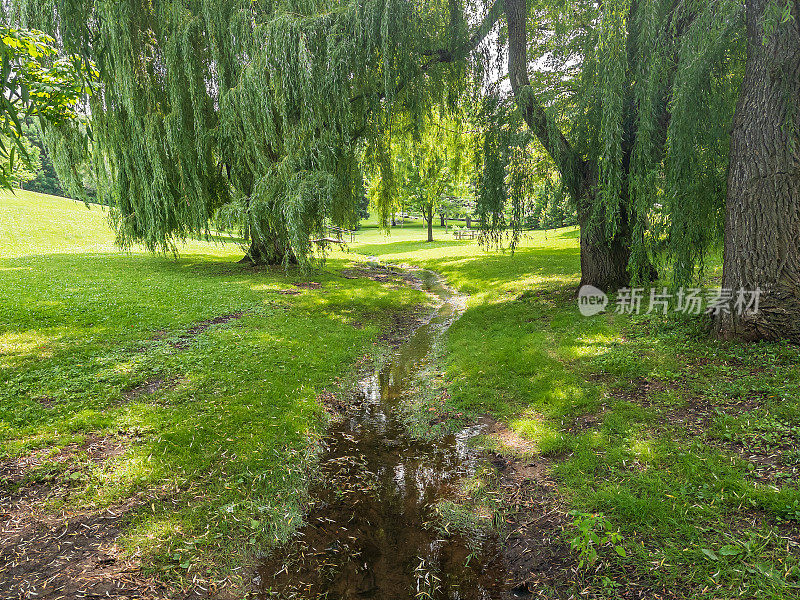 自然景观-城市公园与柳树