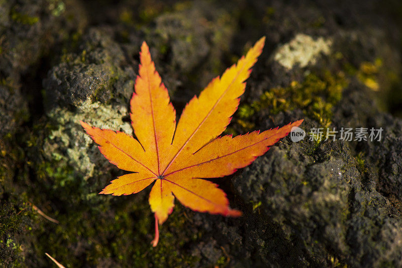 青苔上的黄橙红色叶子