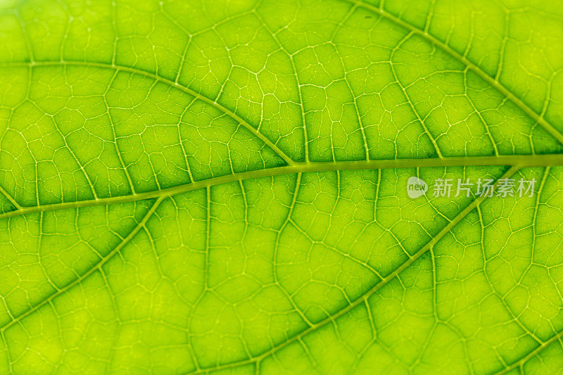 绿色宏叶，特写叶纹理。绿色热带植物特写。抽象的自然花卉背景选择性聚焦，宏观。叶子的流线