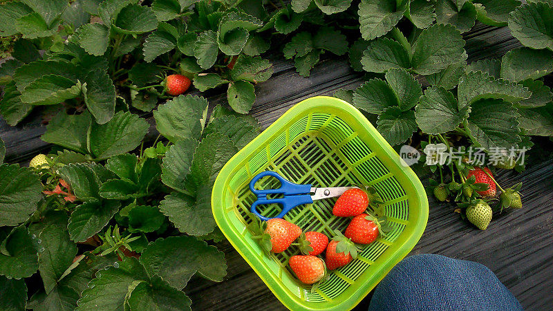 在草莓园摘草莓