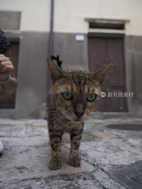 流浪猫在街上