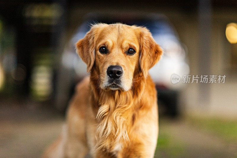 金毛猎犬宠物的肖像与温暖的午后光线。