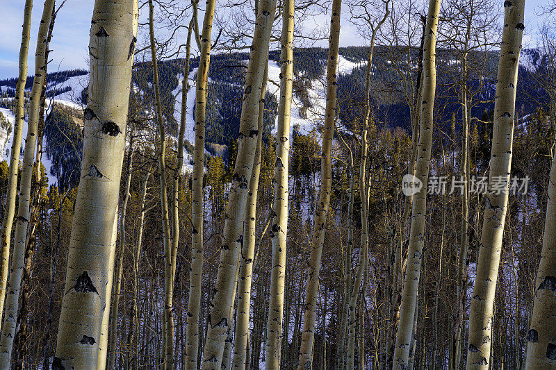 海狸溪白杨树滑雪坡景色