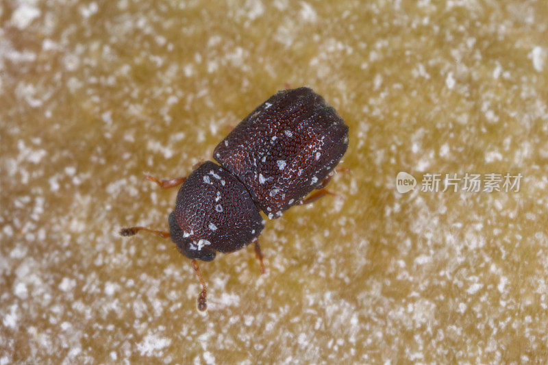 微小的刺蝇科甲虫，热带刺蝇，在毛里求斯岛的支架真菌中发现。