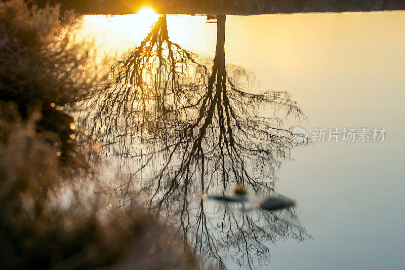 在金色日落的背景下，树木在水中的倒影