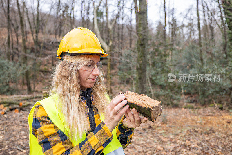 女林业工人检查倒下的老树，护林员在工作