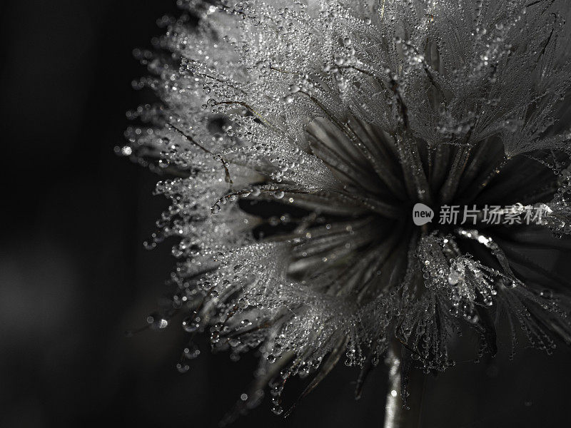 靠近毛茸茸的种子上的晨露