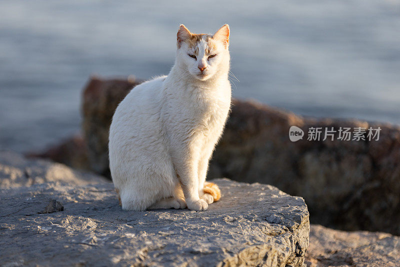 姜白色的流浪猫。