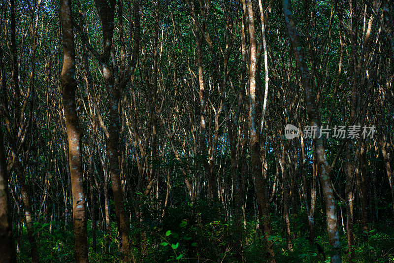 准橡胶树属热带林木绿色农业