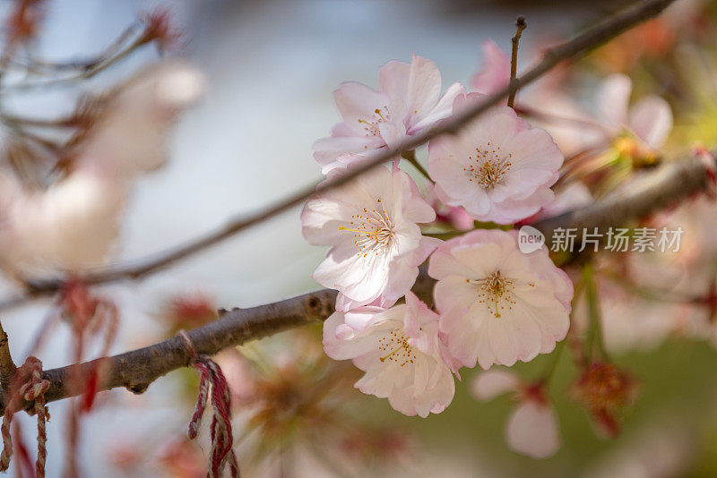 樱花树。