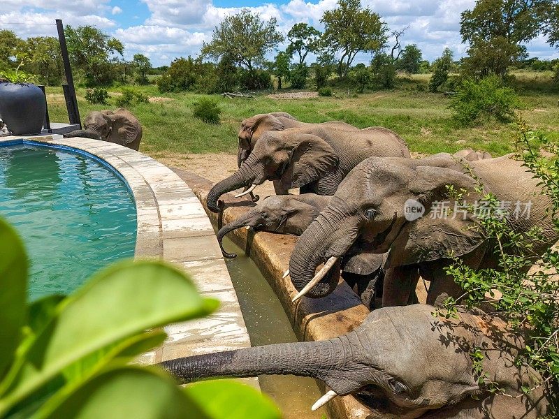 大象——南非克鲁格国家公园野生动物园