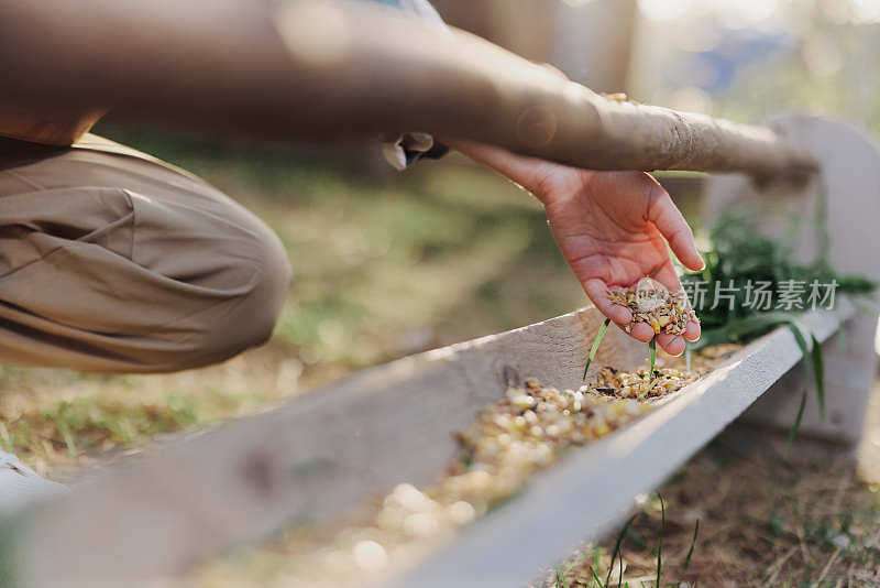 一名妇女在农场工作，用健康的食物喂养她的鸡，用手把年轻的有机草和复合饲料放进它们的喂食器里喂养它们