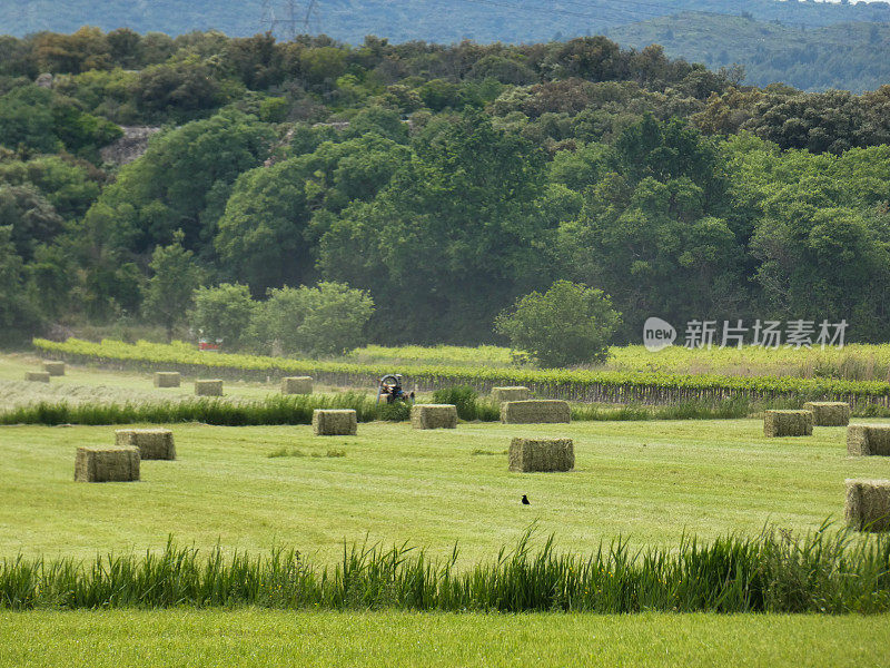 在法国普罗旺斯阿尔皮勒的草地上，新收获的干草堆成草垛