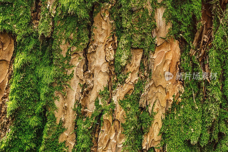 树皮与绿色苔藓接近纹理背景