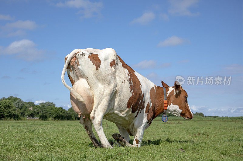奶牛跪在绿油油的牧场上，膝盖跪在草地上，厚实的乳房往上翘。