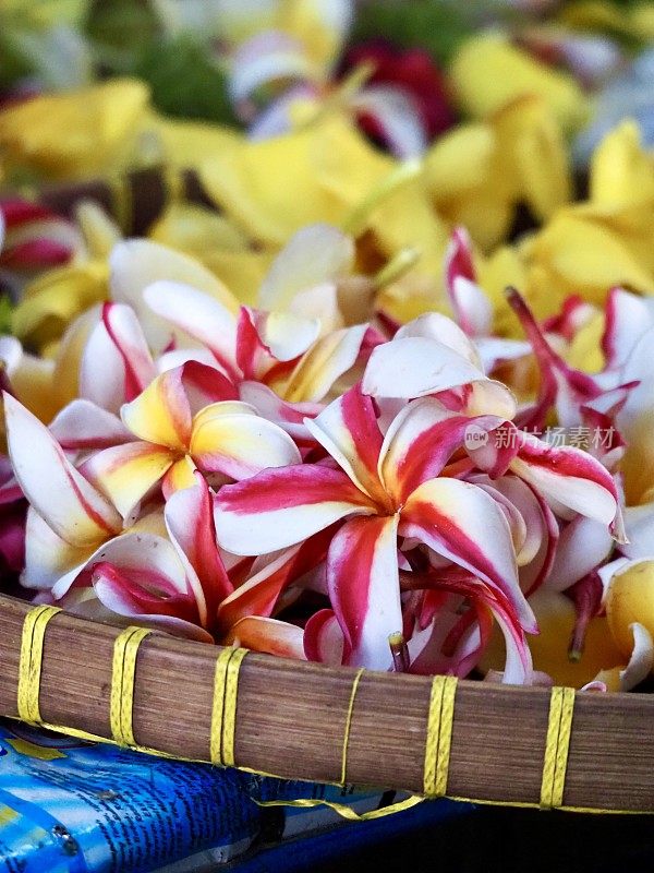 巴厘岛乌布市场的鸡蛋花