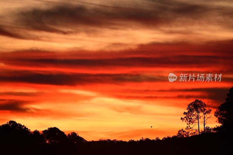 松树的轮廓与橙色的日出和黎明前的光引人注目的云