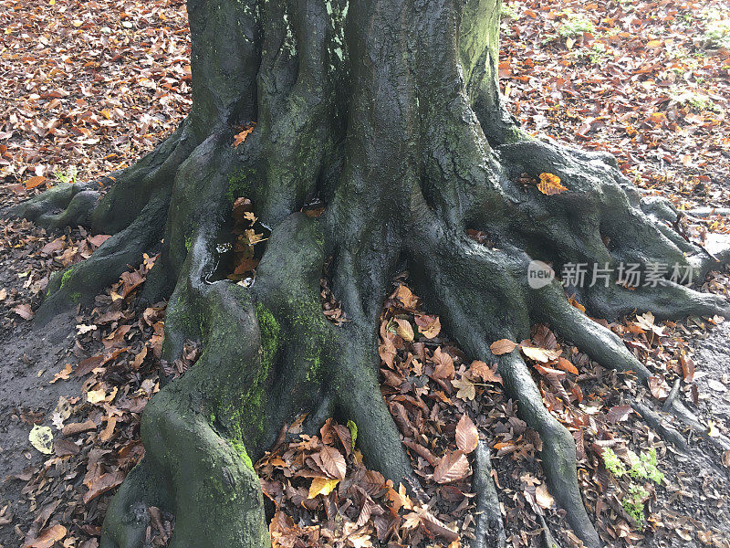 老落叶树的根和基部