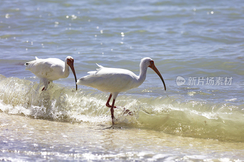 两只白朱鹭，白朱鹭，在美国佛罗里达的岸边