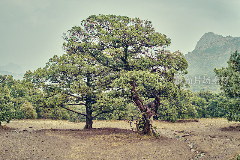 老杜松树