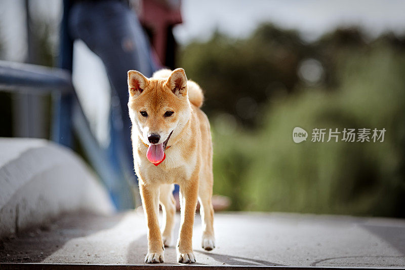 年轻可爱的红柴犬在户外