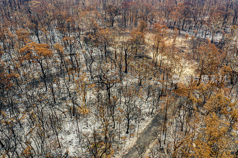 澳大利亚丛林火灾破坏