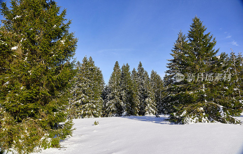 冬天的风景在厚厚的积雪中