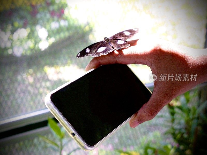 蓝月亮蝴蝶栖息在手持智能手机
