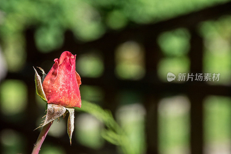 玫瑰花蕾在夏季花园生长的特写