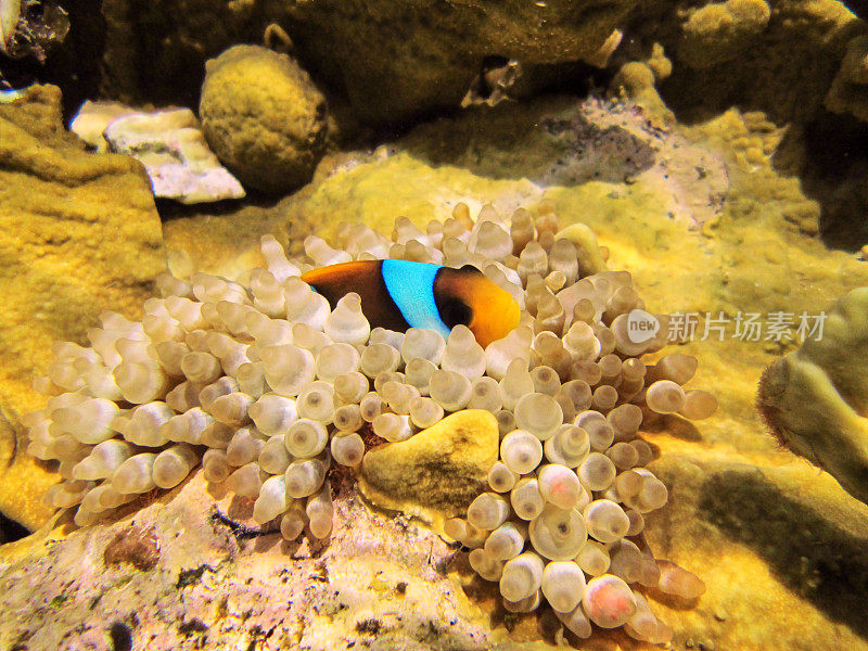 水下的红海，小丑鱼和海葵，自然光