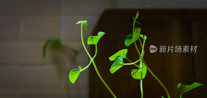 豆芽。花瓶内的绿叶植物