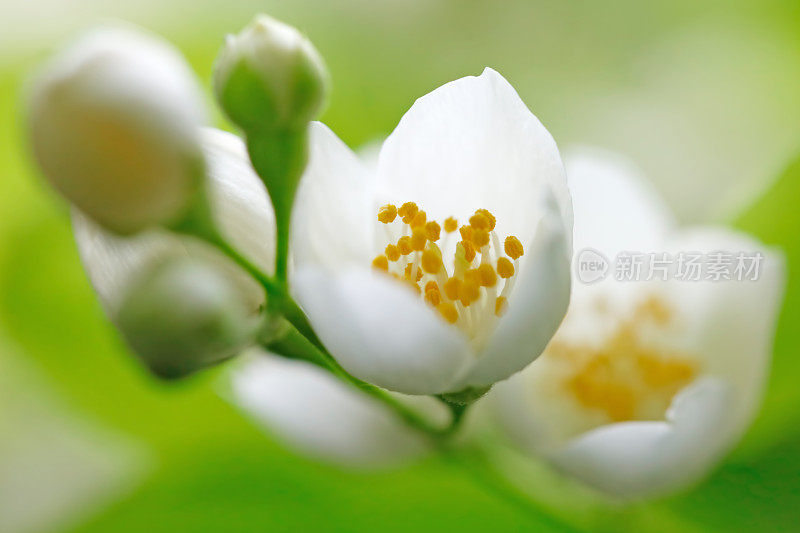 茉莉花开花特写