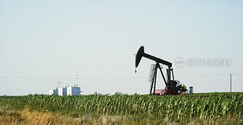 在加拿大阿尔伯塔省的一片玉米地里，晴空万里的天空下，一个油井泵从地下泵出石油