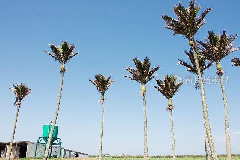 尼考棕榈附近希菲轨道，卡拉梅，西海岸，新西兰