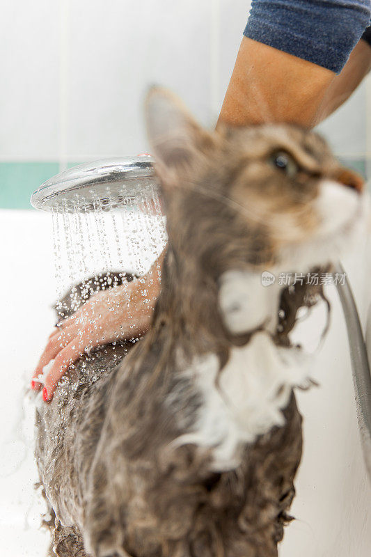 纯种西伯利亚猫在浴缸里洗澡