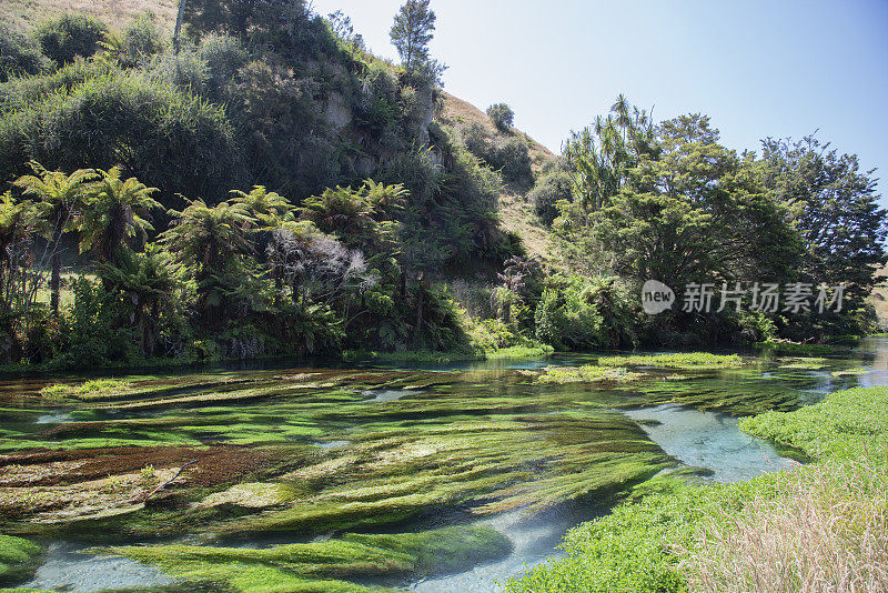 澳大拉西亚的Swamphen