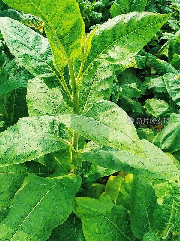 尼泊尔田间天然生长的年轻烟草植株绿叶。
