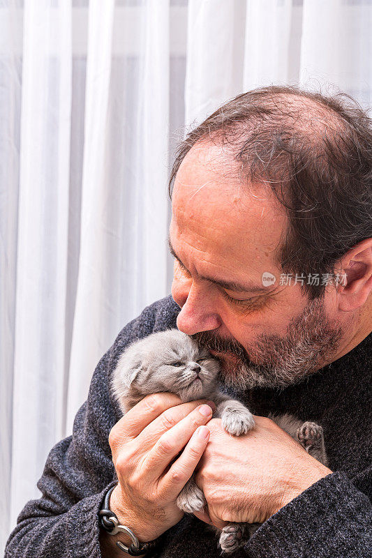 男人和真正的猫爱，新生的苏格兰折耳猫