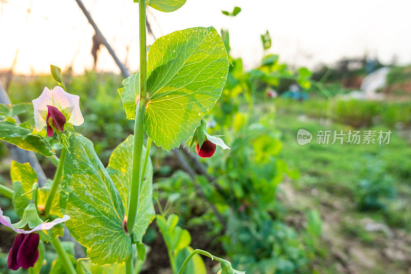 在春天的阳光下，紫色的豌豆花在农田里