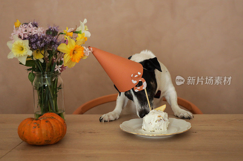 杰克罗素用蛋糕庆祝生日