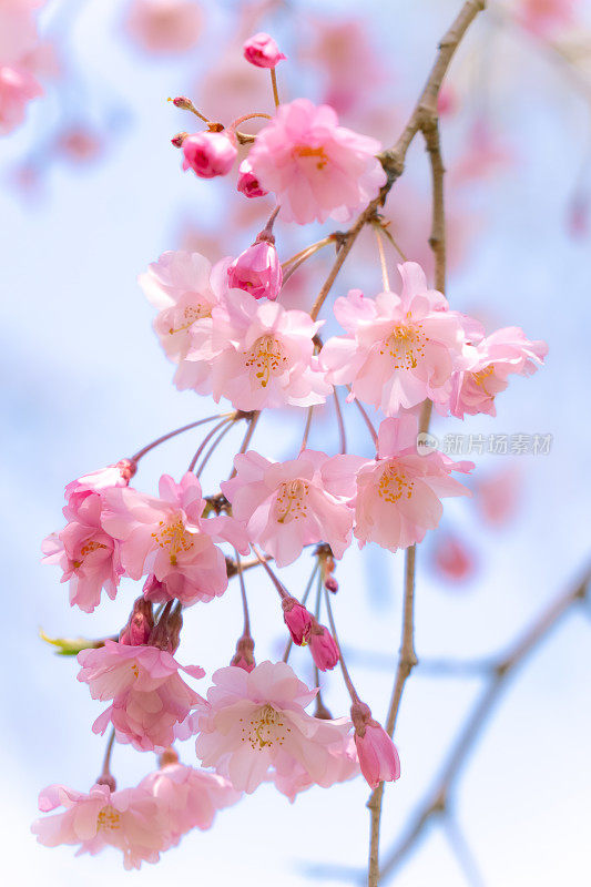 哭泣的樱花(滋达坂)茨城县，日本。(选择性聚焦)