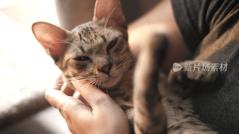 一只小猫躺在抚摸它的女人的怀里。