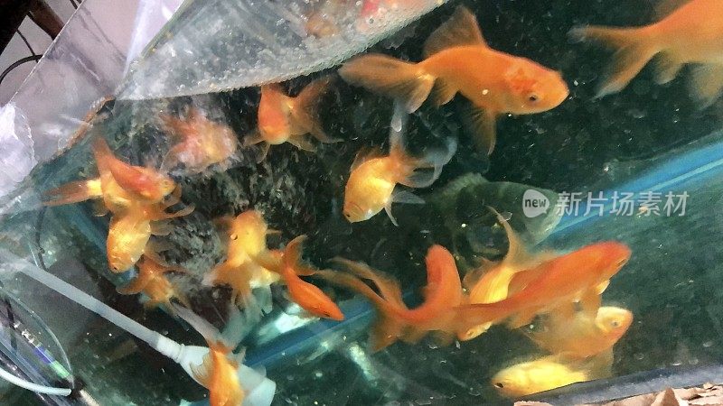 亮橙色的鱼群，金鱼游泳在充气淡水水族馆，玻璃鱼缸的特写