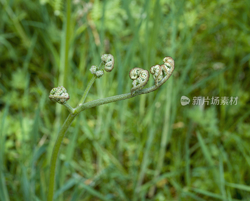 在季节性蕨类生长中展开的蕨类