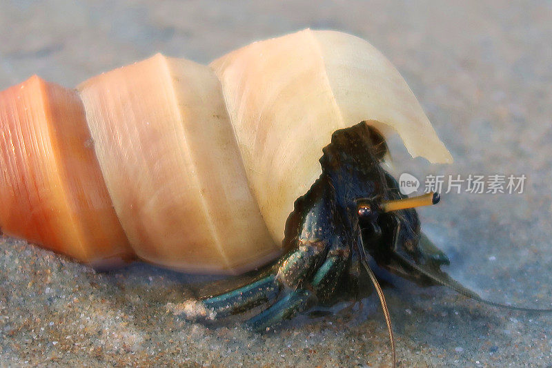 图中是带壳的寄居蟹，在退潮时沿着潮湿的沙滩行走，印度果阿的沙滩